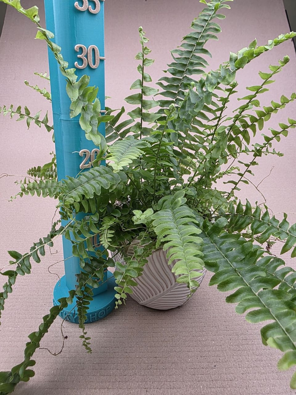 Nephrolepsis Green Lady 12 cm