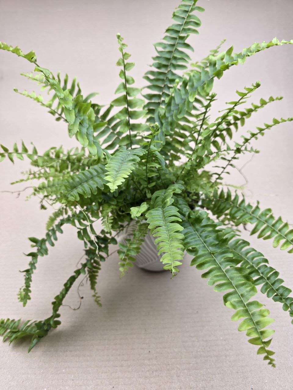Nephrolepsis Green Lady 12 cm