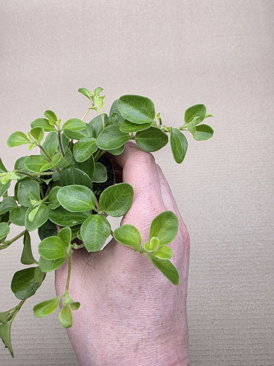 Peperomia Rotundifolia mini