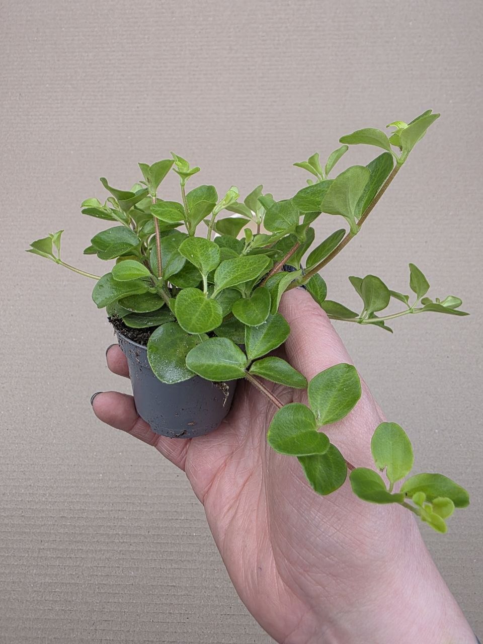 Peperomia Rotundifolia mini