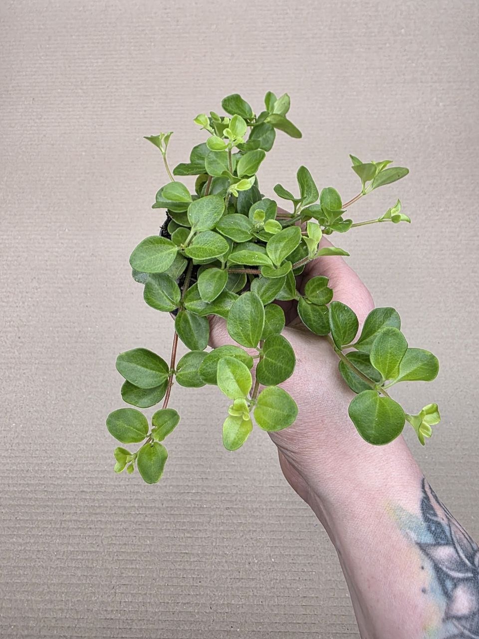 Peperomia Rotundifolia mini