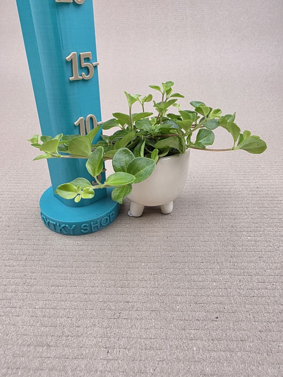 Peperomia Rotundifolia mini