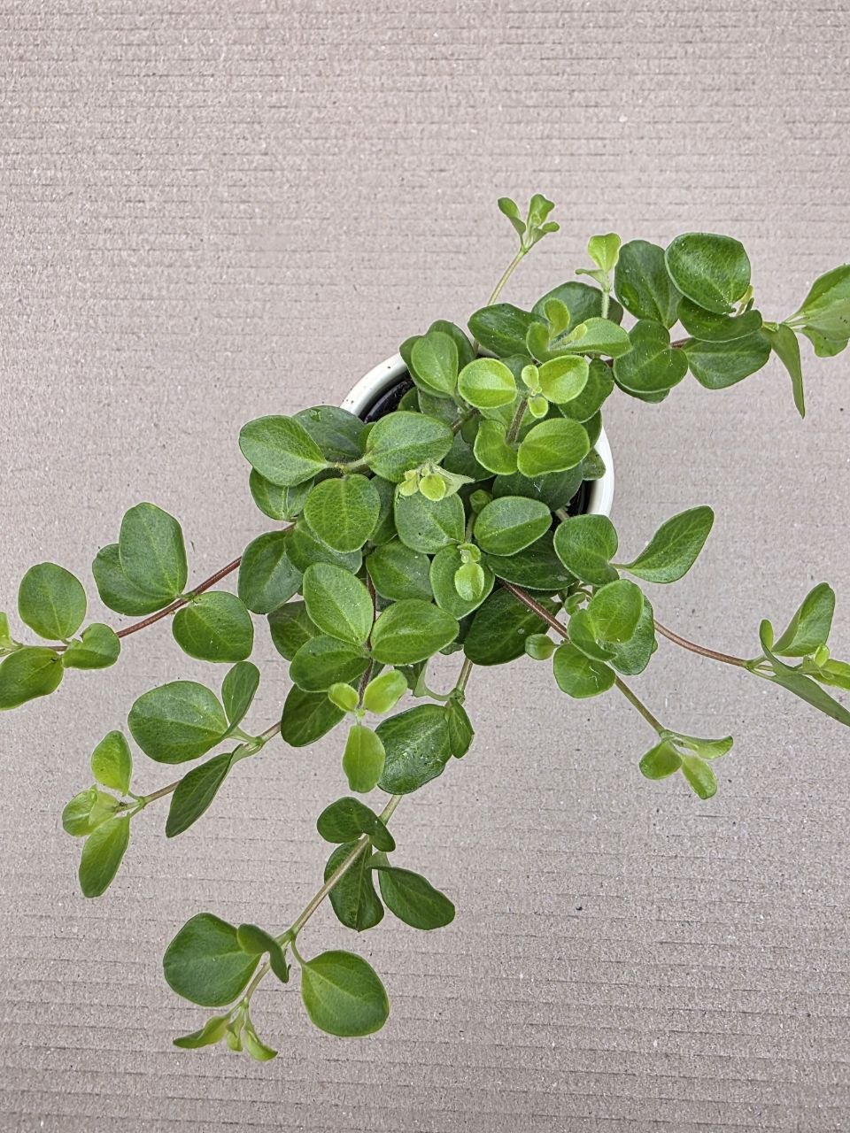 Peperomia Rotundifolia mini
