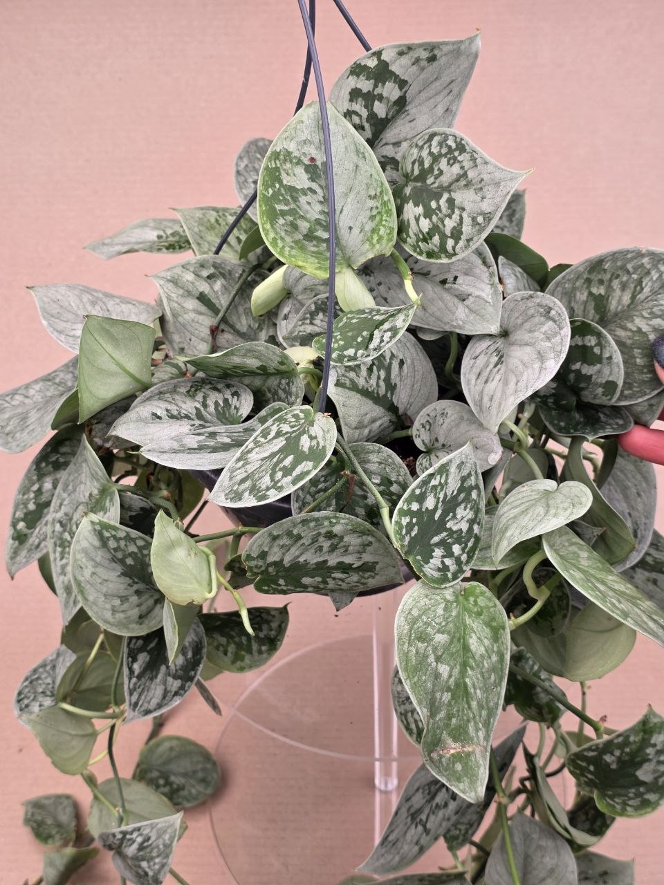Scindapsus Pictus Silvery Ann závěs extra dlouhý