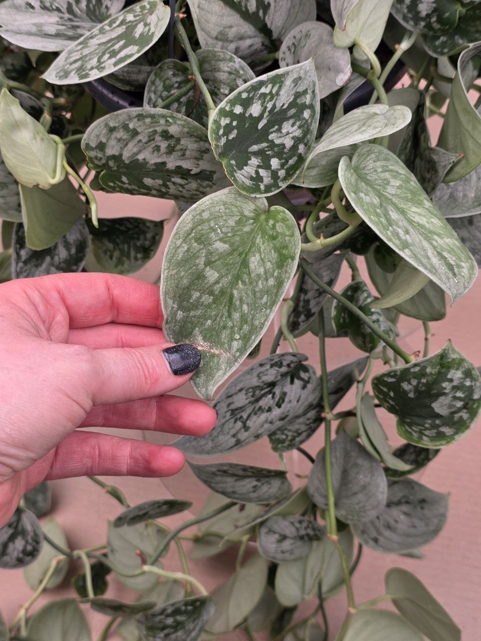 Scindapsus Pictus Silvery Ann závěs extra dlouhý