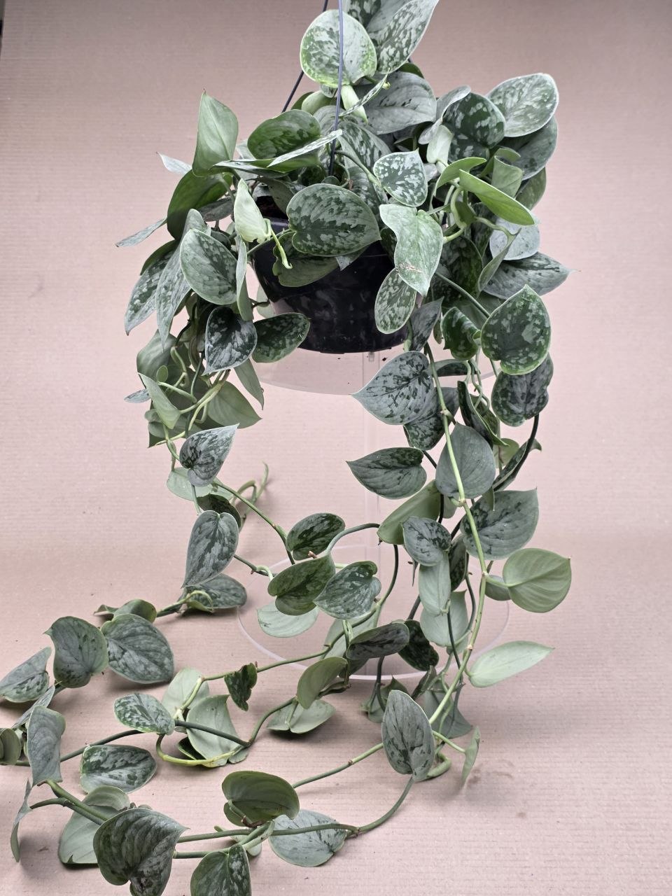 Scindapsus Pictus Silvery Ann závěs extra dlouhý