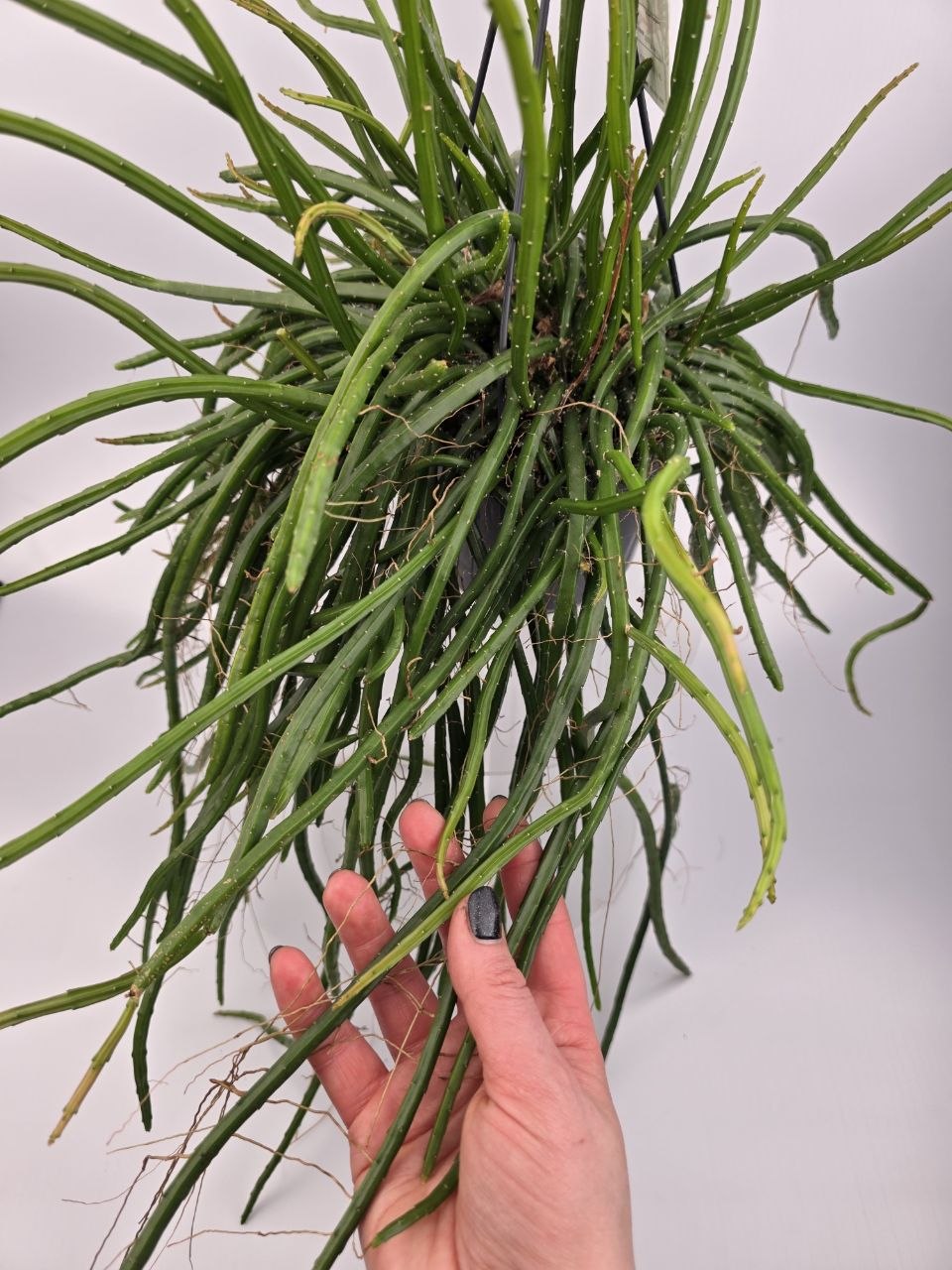 Rhipsalis Selenisereus závěs XXL
