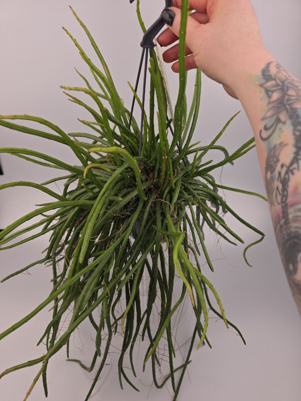 Rhipsalis Selenisereus závěs XXL