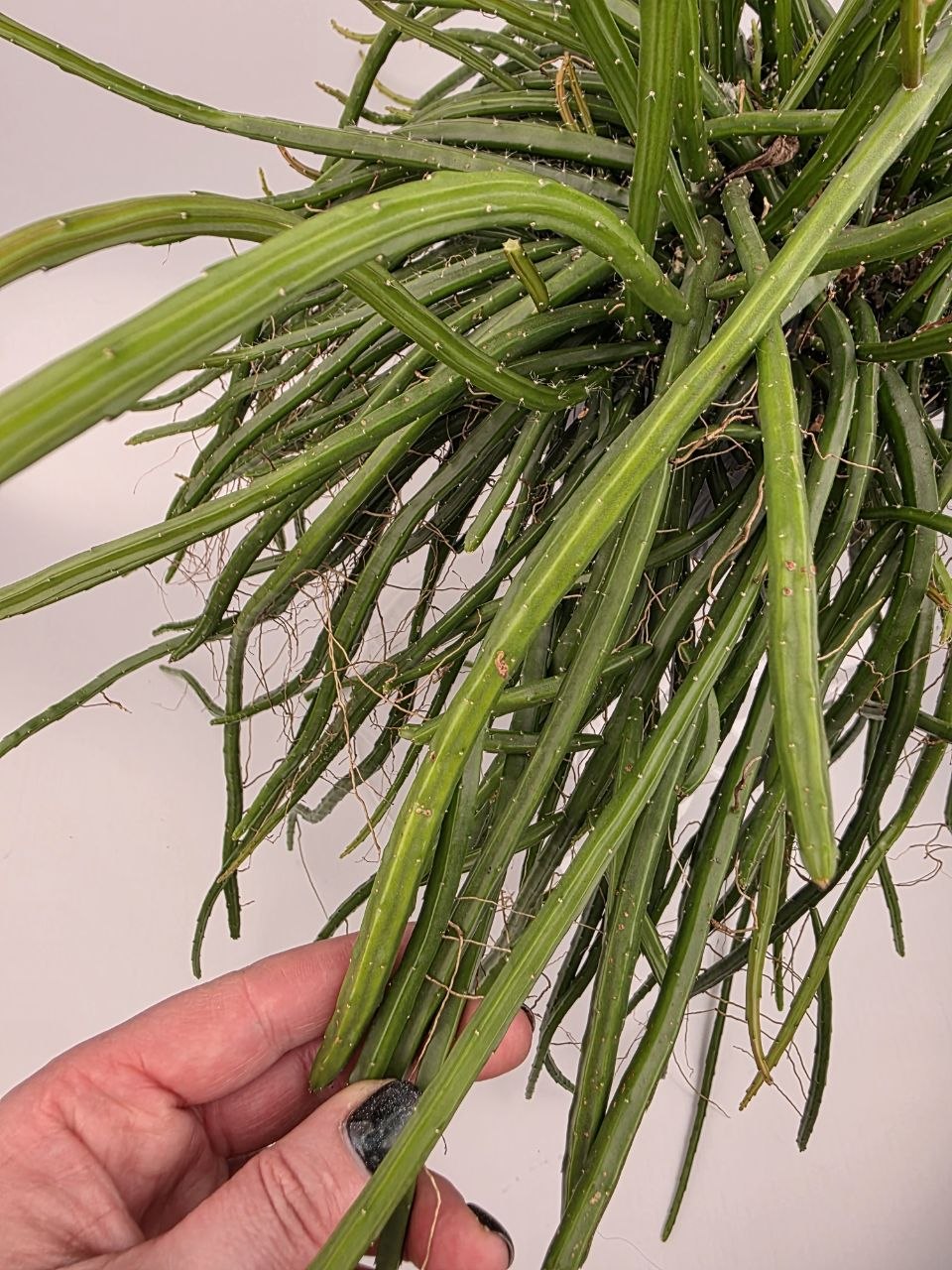 Rhipsalis Selenisereus závěs XXL