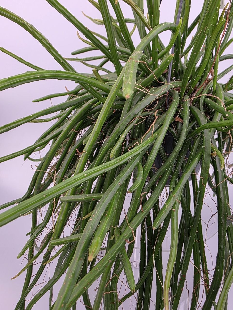 Rhipsalis Selenisereus závěs XXL