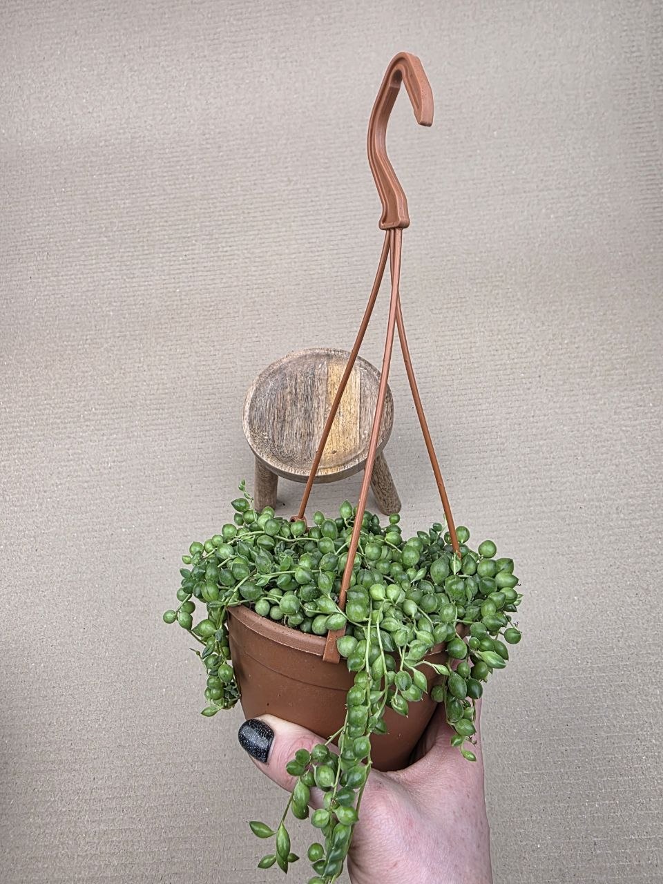 Senecio Rowleyanus závěs 