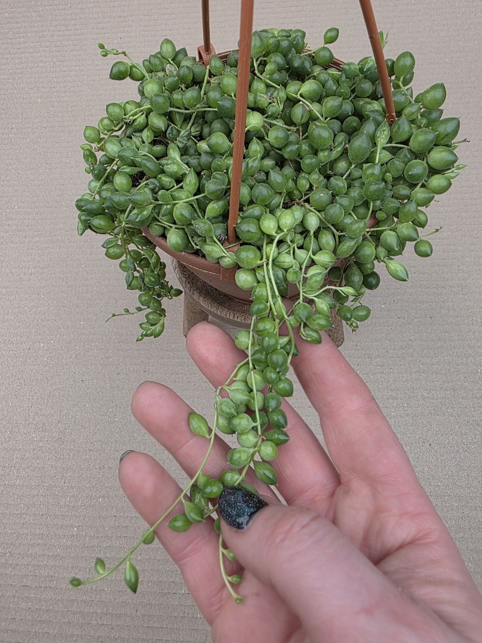 Senecio Rowleyanus závěs 