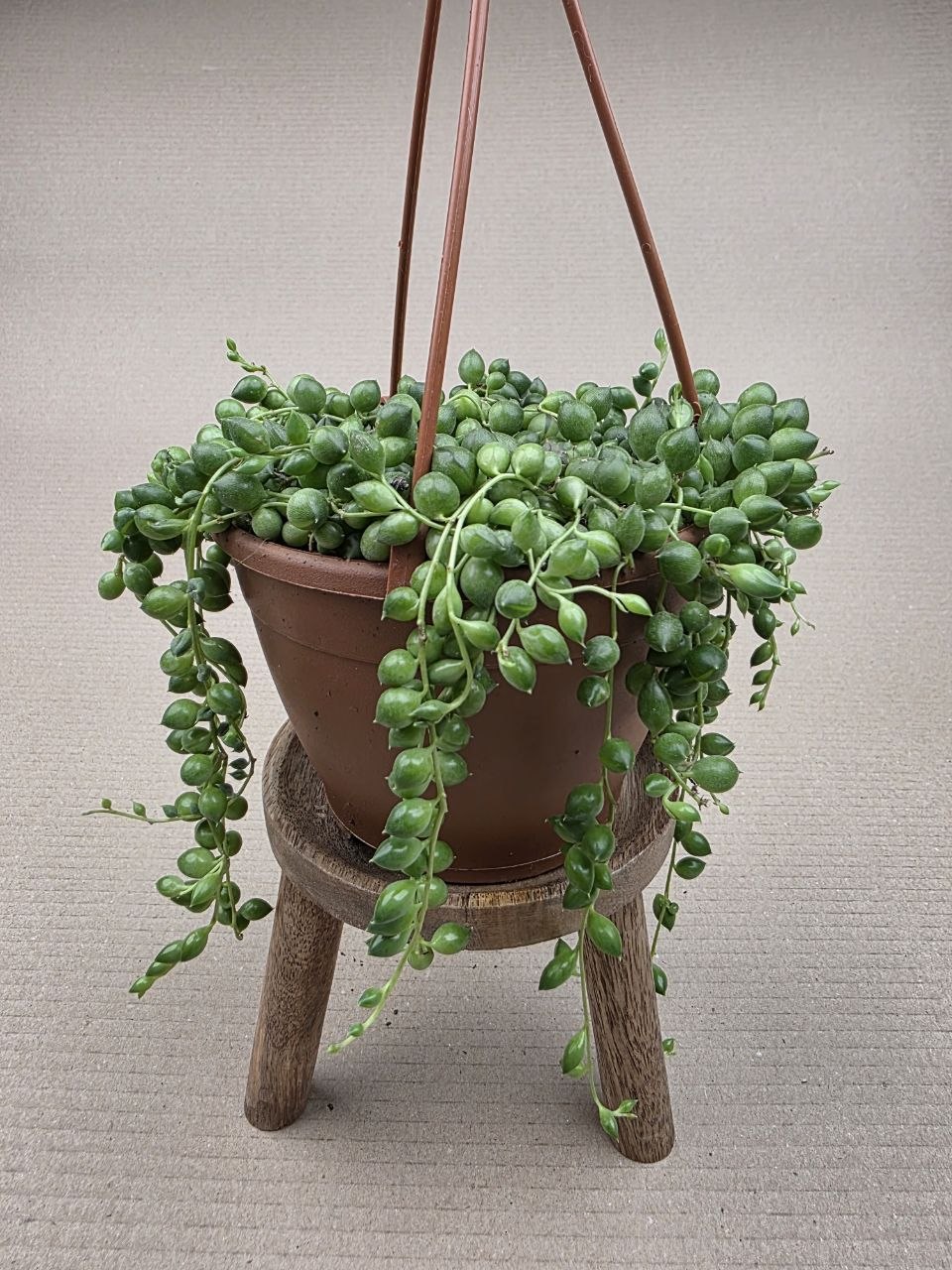 Senecio Rowleyanus závěs 