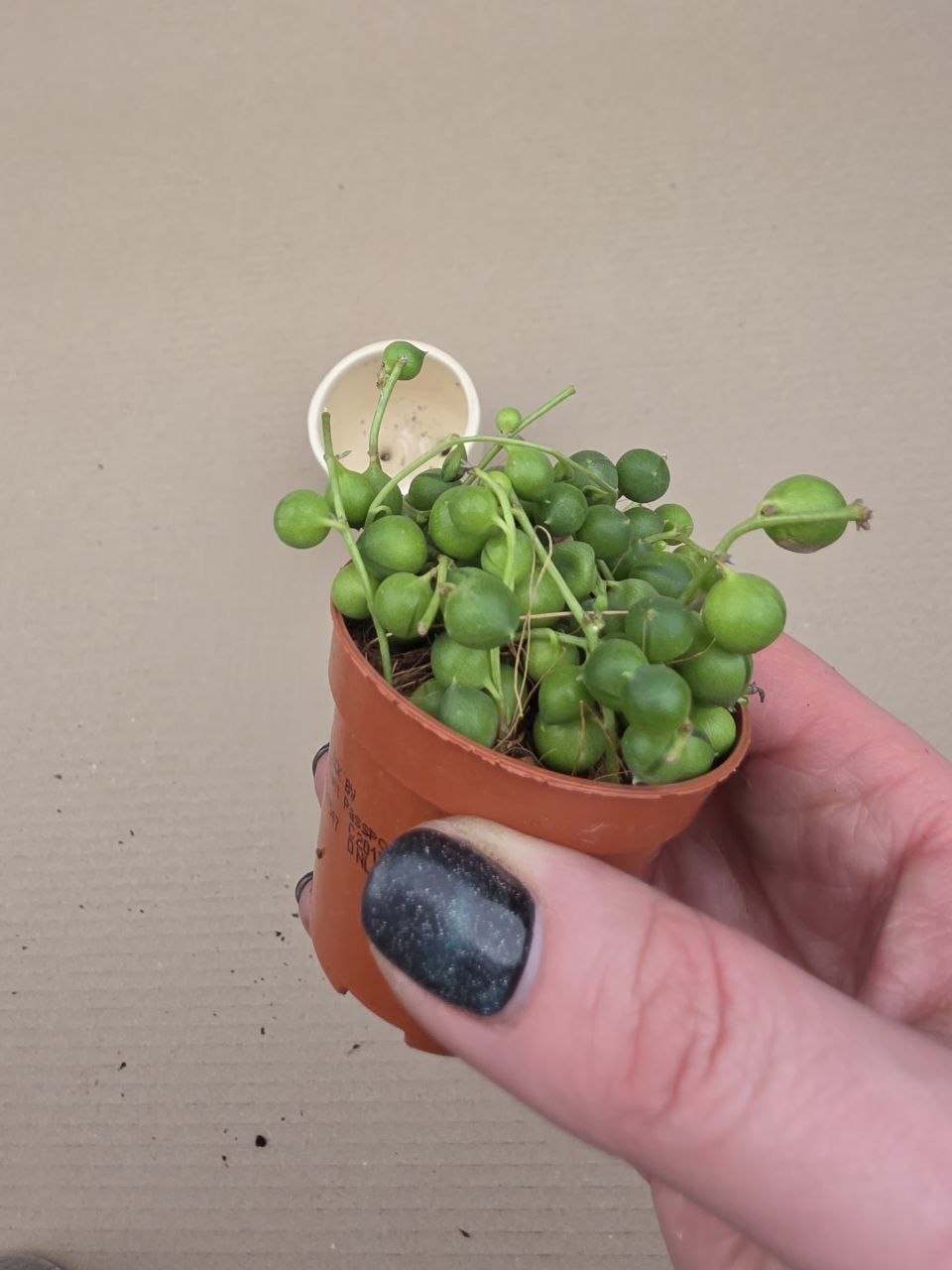 Senecio Rowleyanus mini