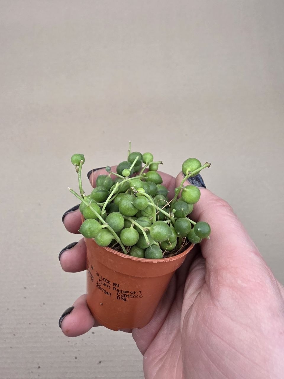 Senecio Rowleyanus mini