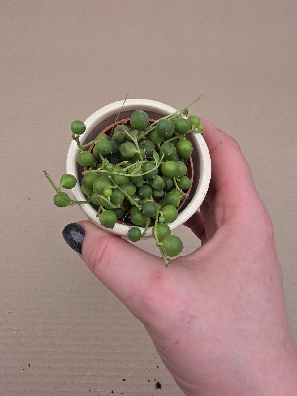 Senecio Rowleyanus mini