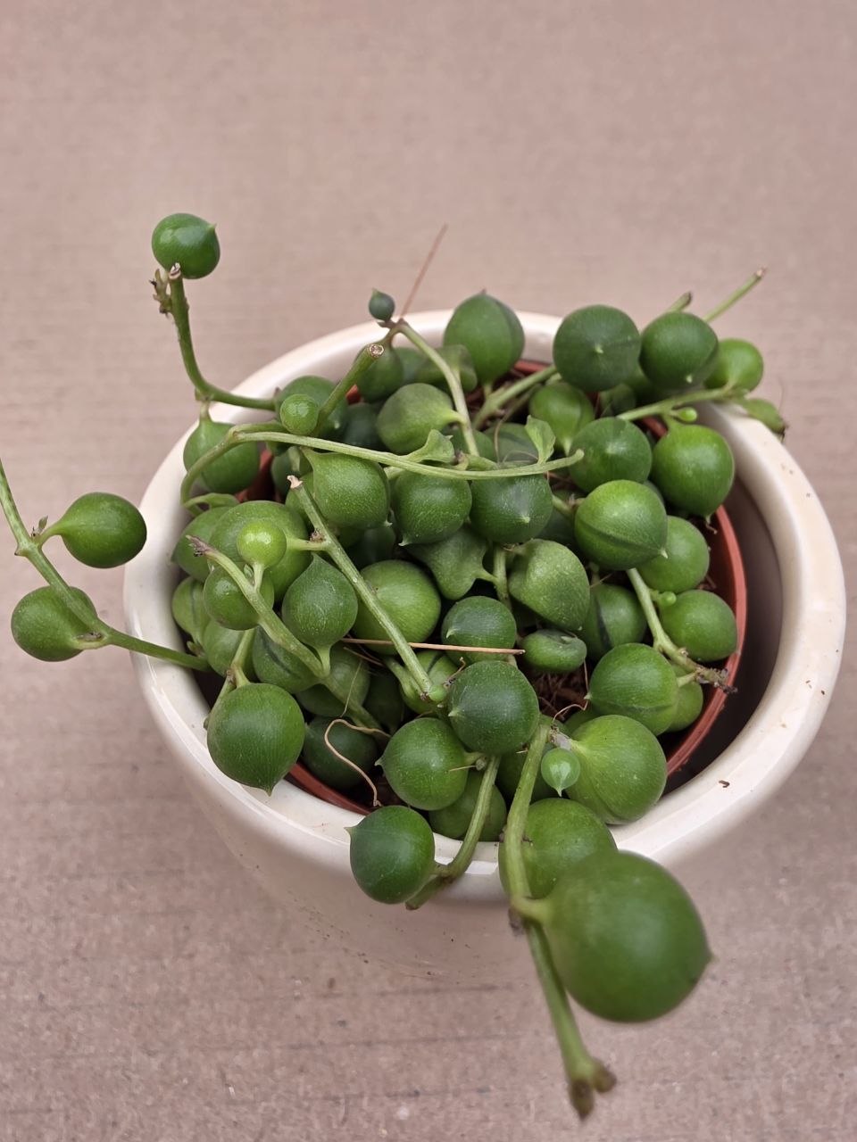 Senecio Rowleyanus mini