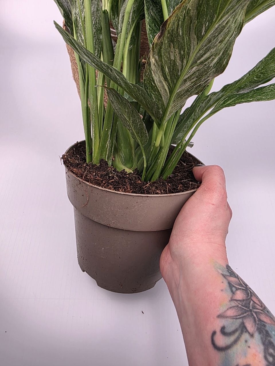 Spathiphyllum Diamond XL