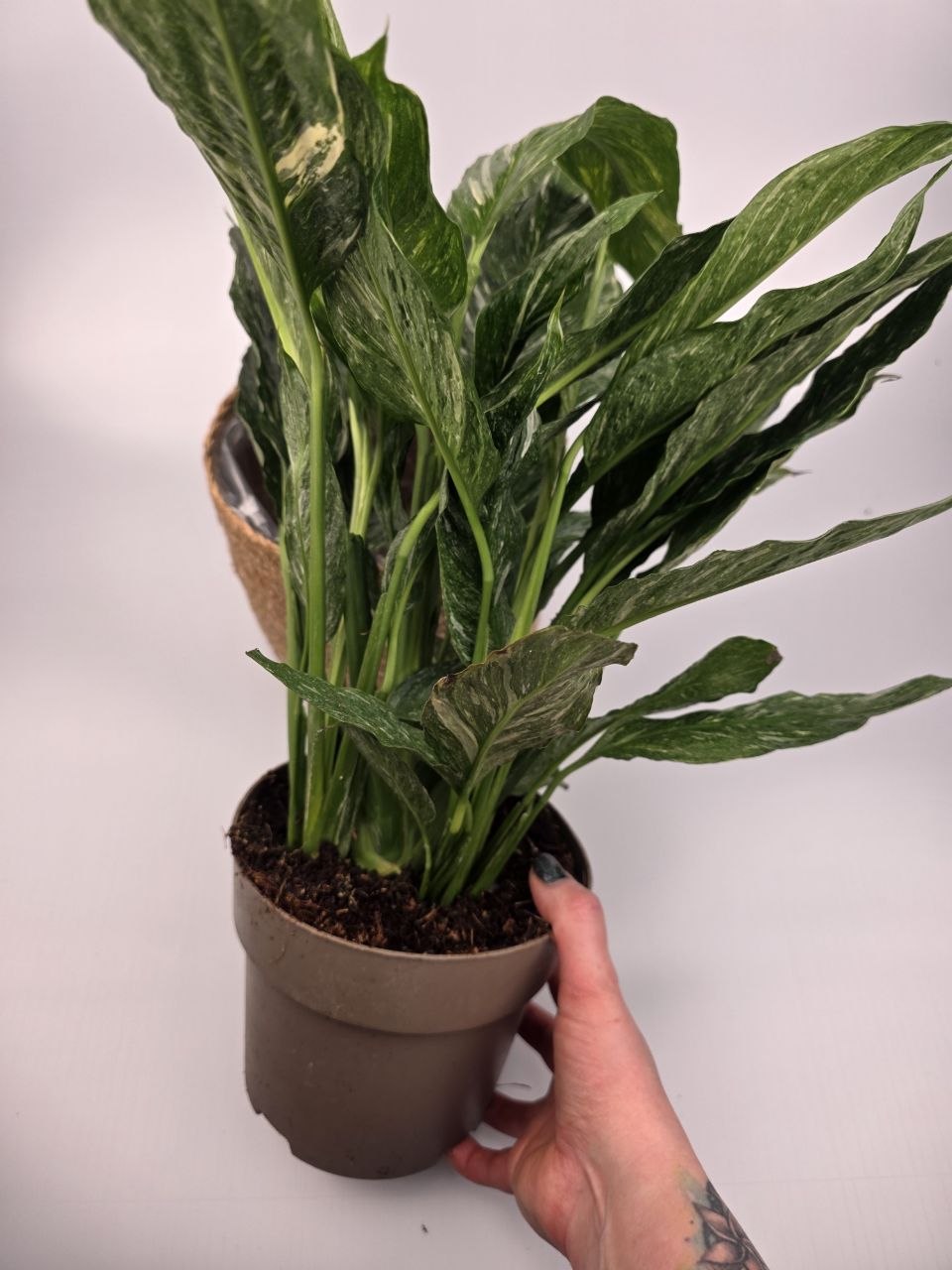 Spathiphyllum Diamond XL