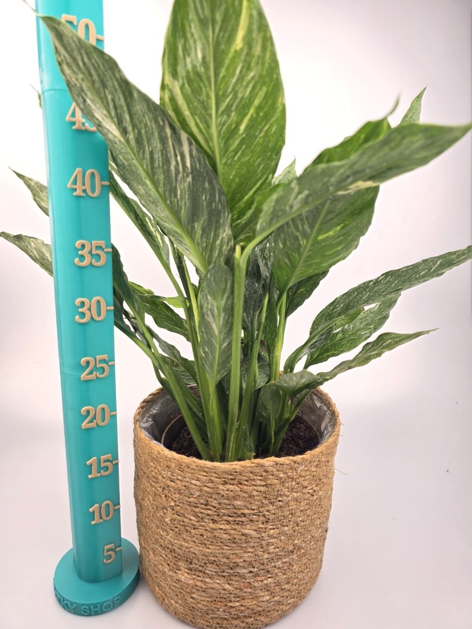 Spathiphyllum Diamond XL