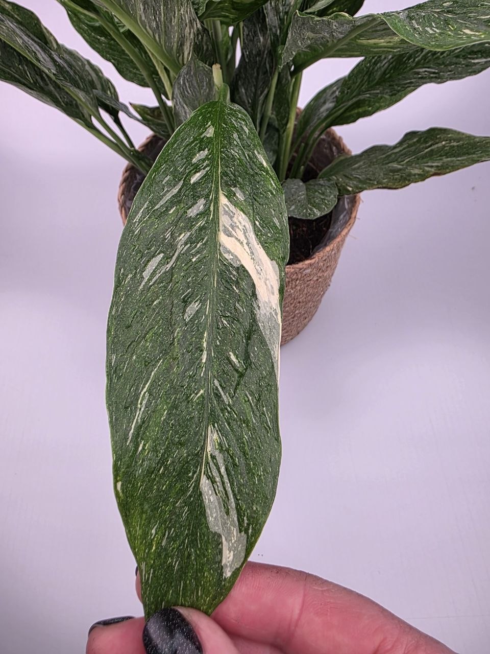 Spathiphyllum Diamond XL
