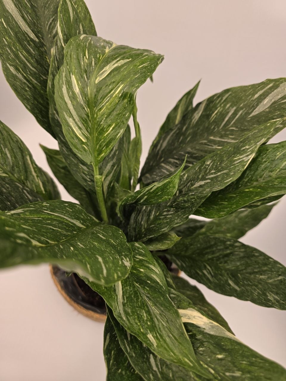 Spathiphyllum Diamond XL