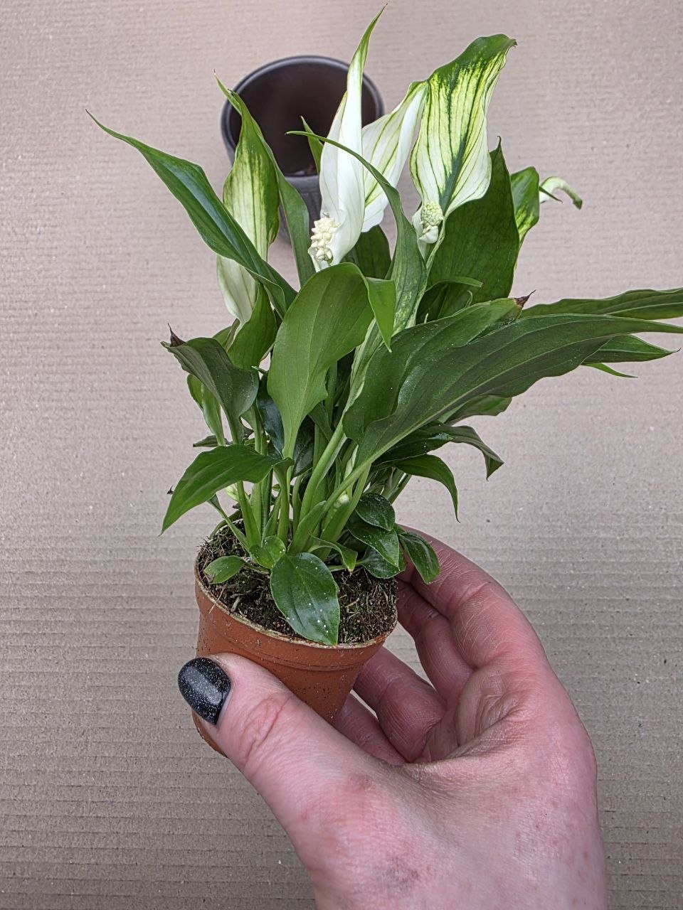 Spathiphyllum Chopin mini