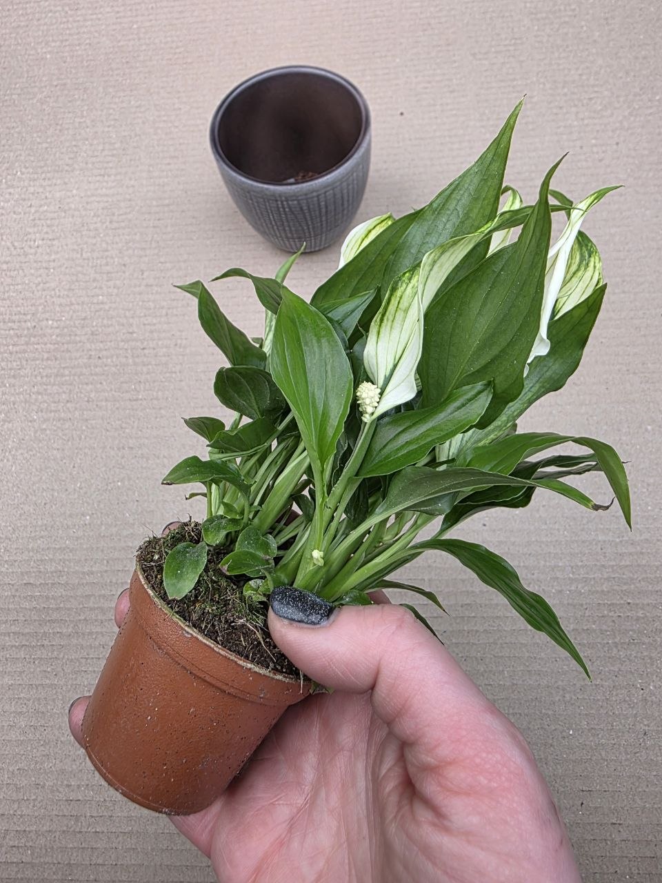 Spathiphyllum Chopin mini