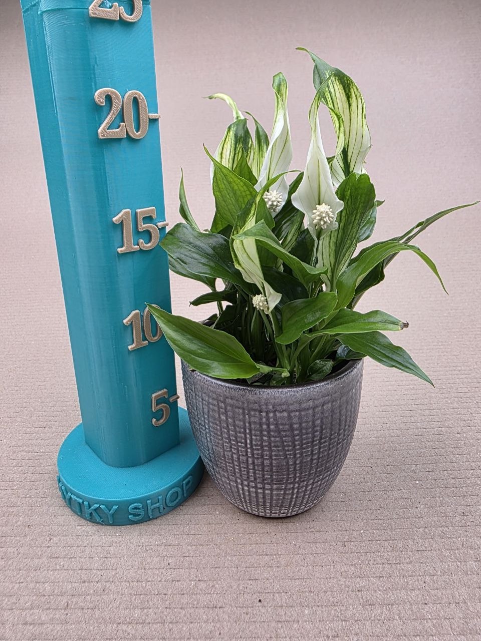 Spathiphyllum Chopin mini
