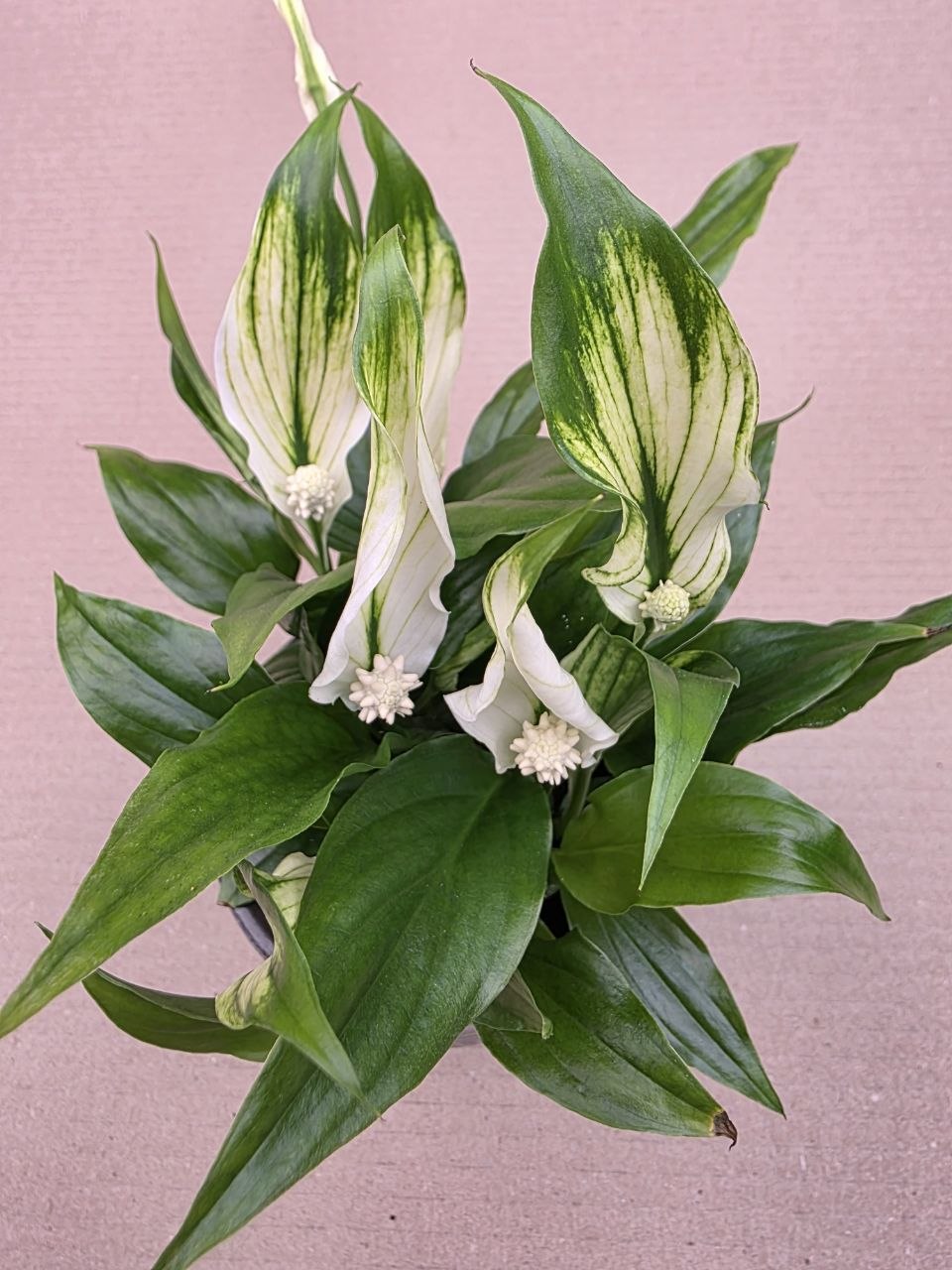 Spathiphyllum Chopin mini