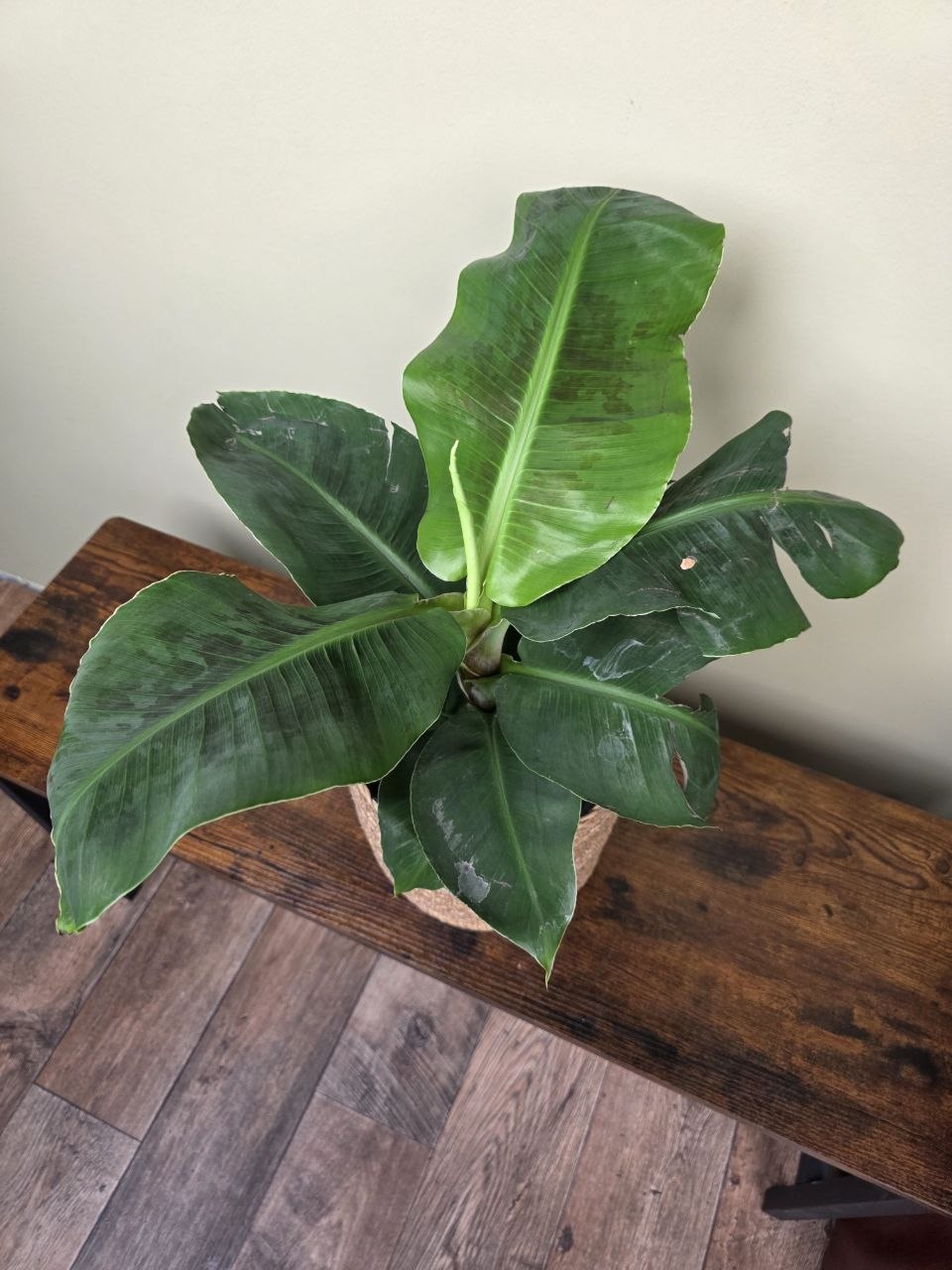 Musa Dwarf Cavendish XXL