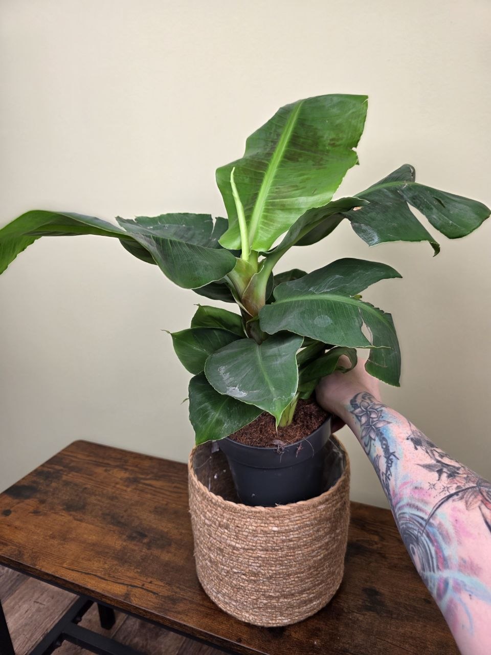 Musa Dwarf Cavendish XXL