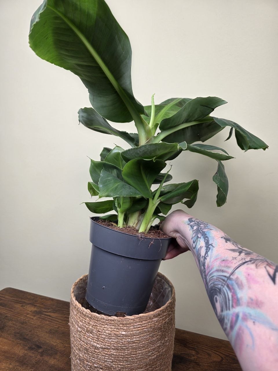 Musa Dwarf Cavendish XXL
