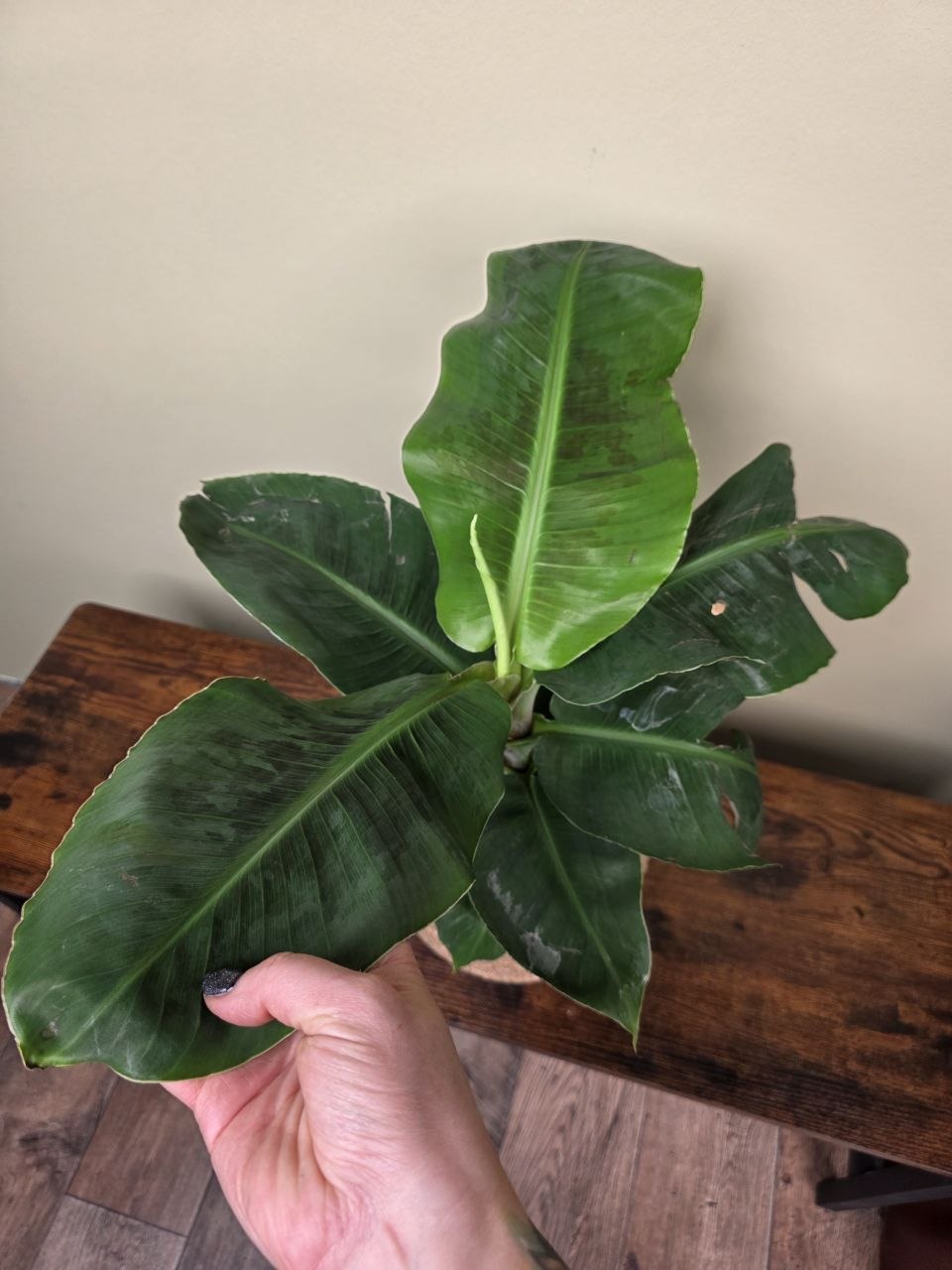 Musa Dwarf Cavendish XXL