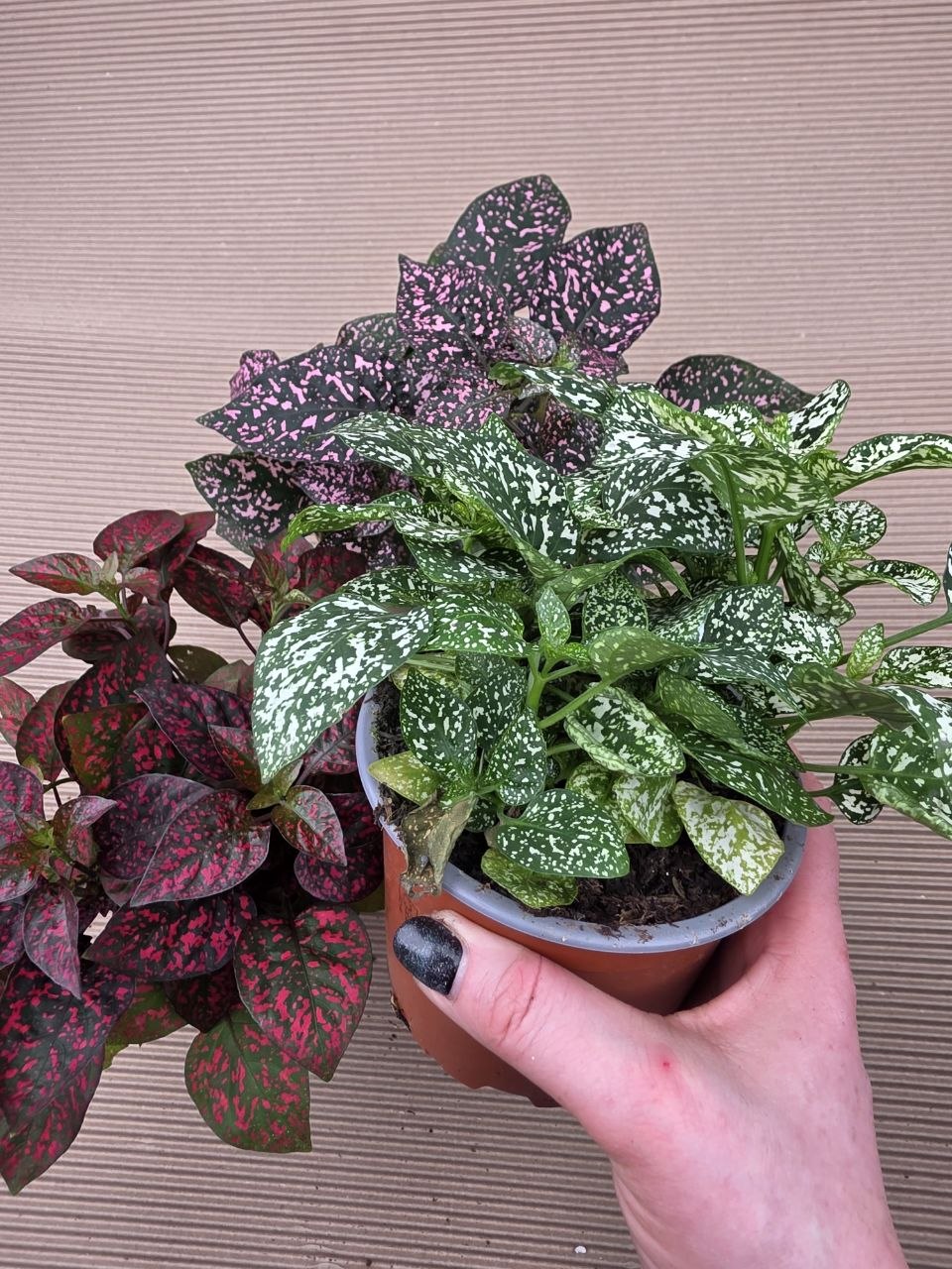 Hypoestes mix XXL velikost