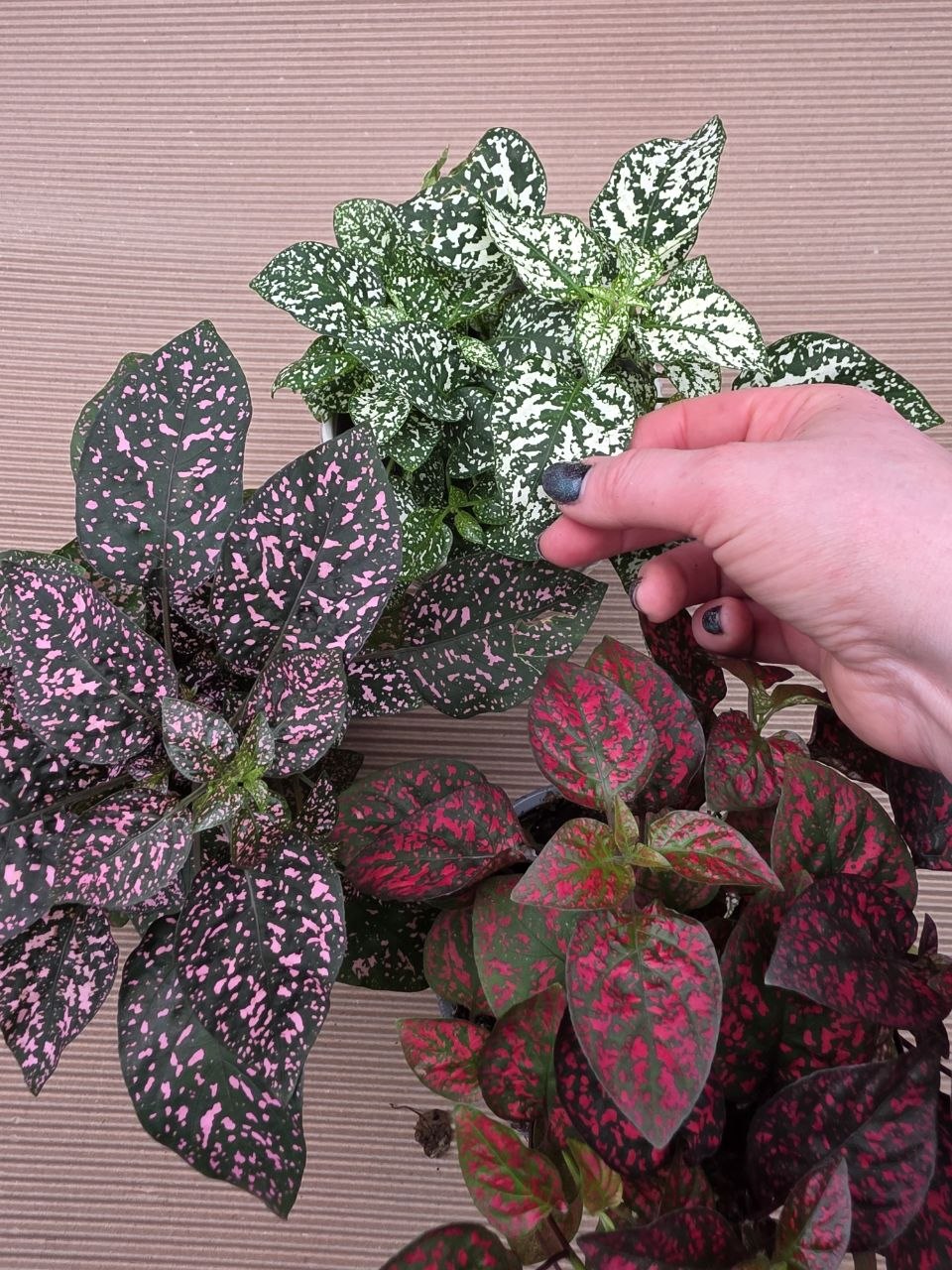 Hypoestes mix XXL velikost