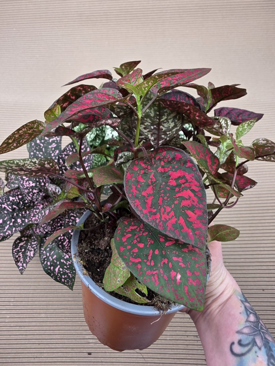 Hypoestes mix XXL velikost
