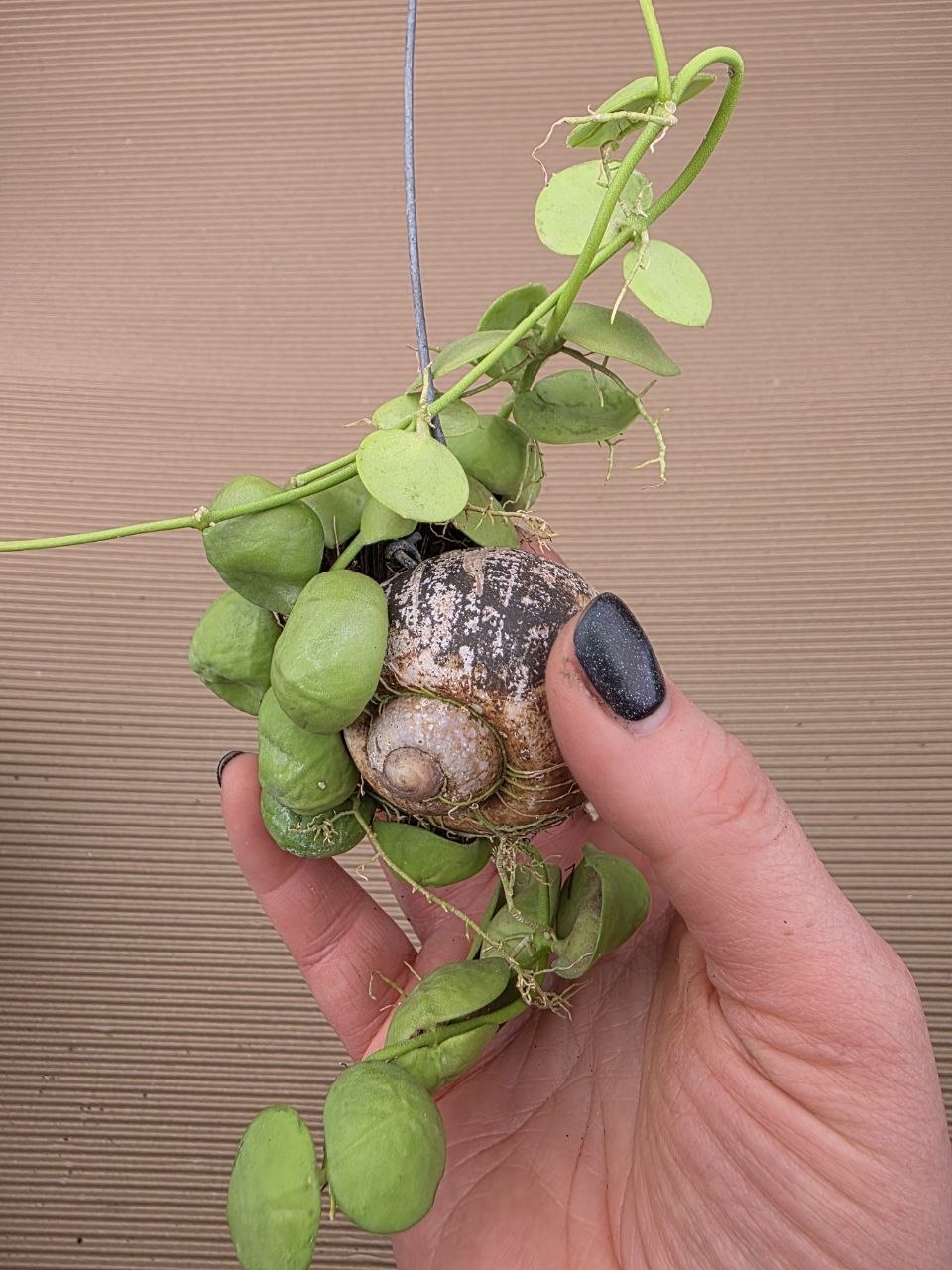 Dischidia snaily závěs s listy