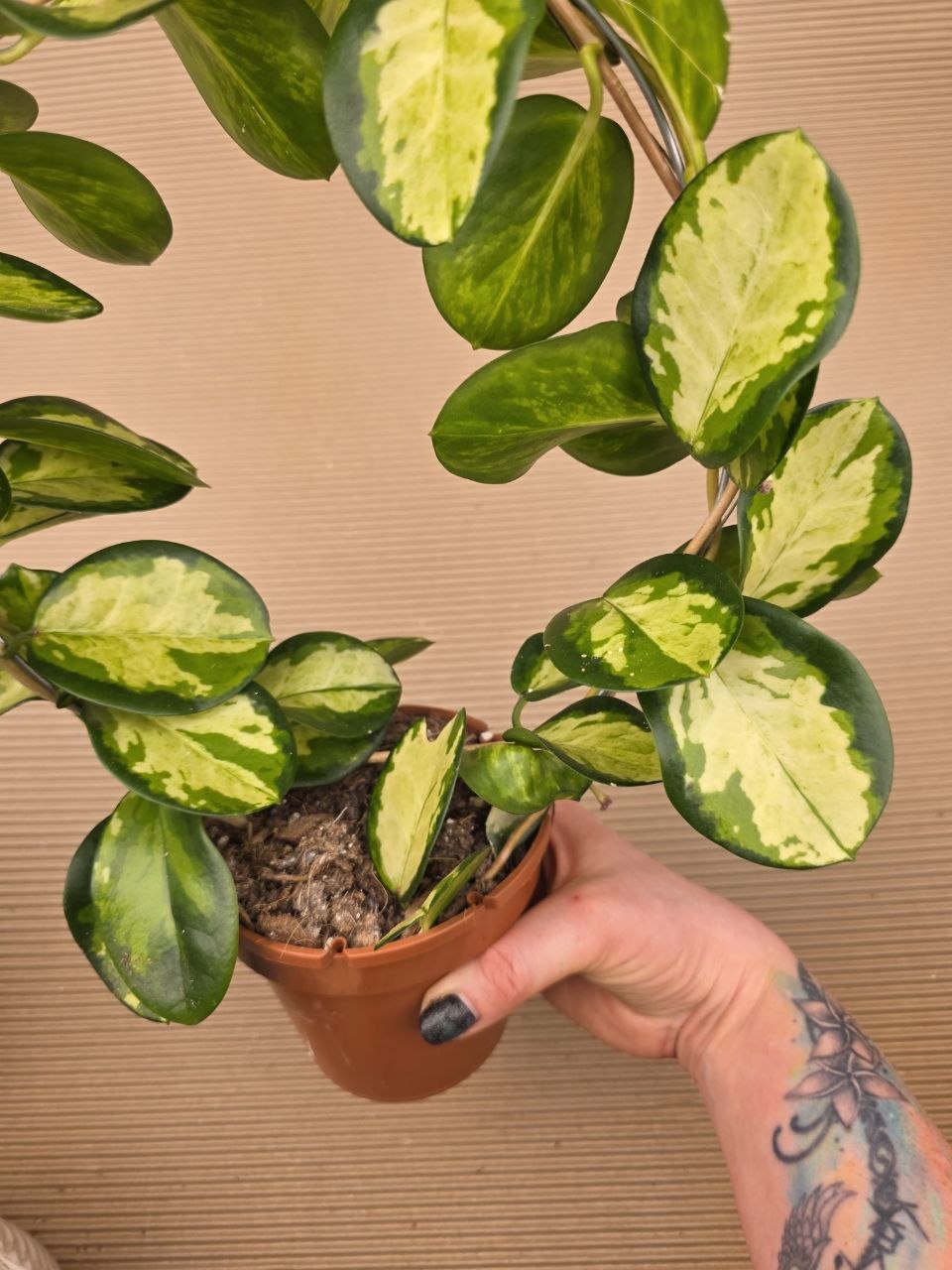 Hoya Australis tricolor na kruhu