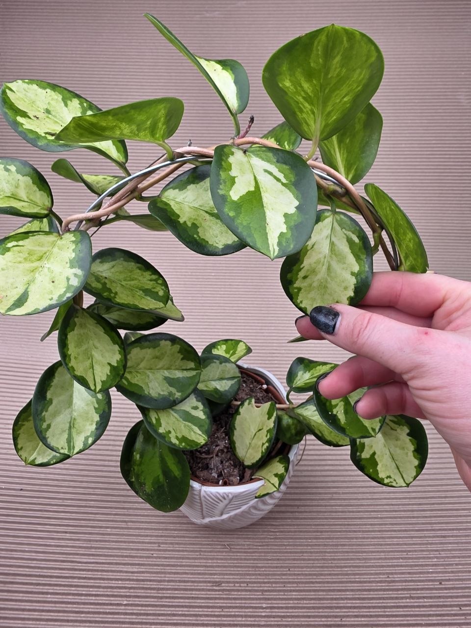 Hoya Australis tricolor na kruhu