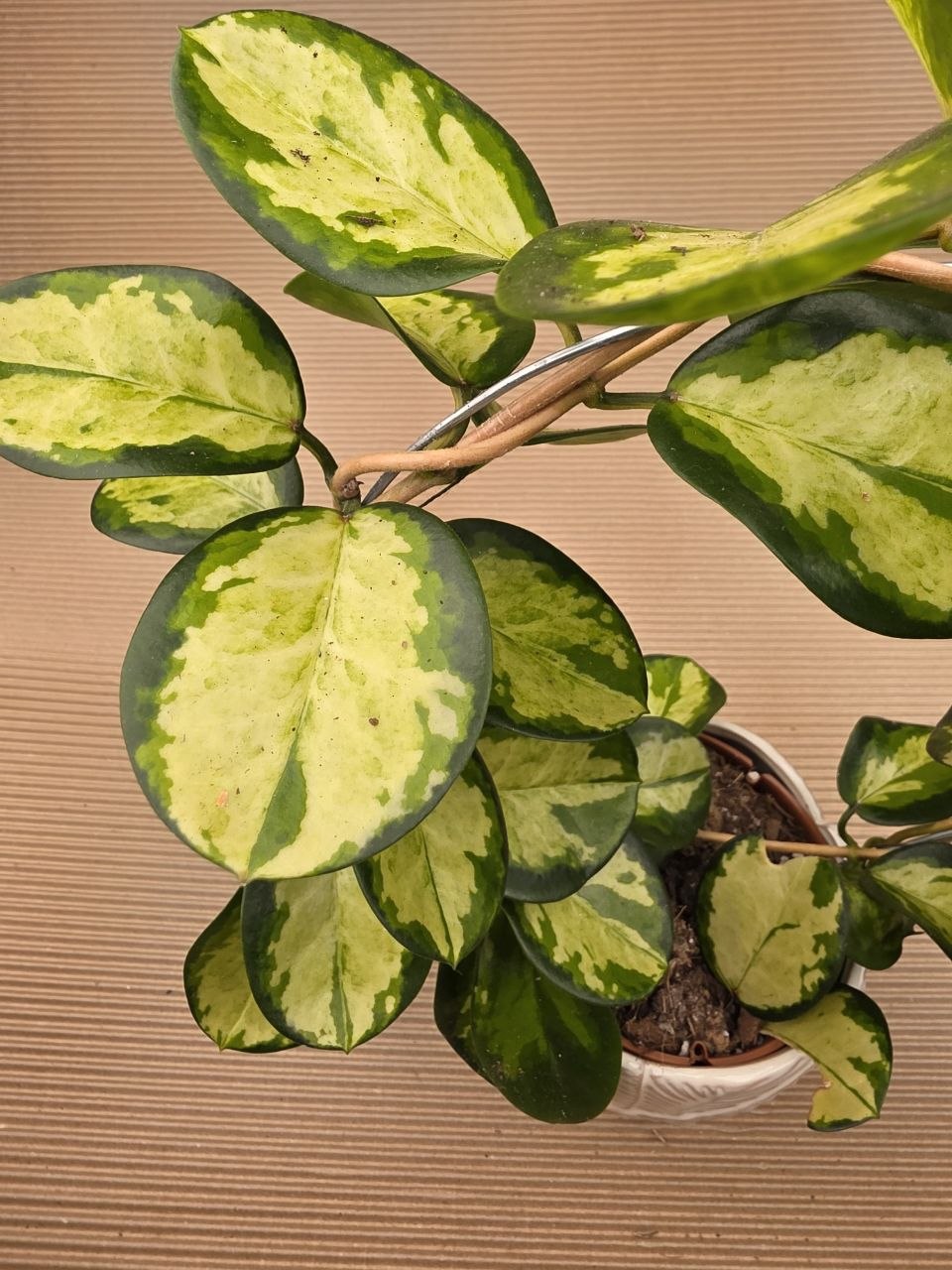 Hoya Australis tricolor na kruhu