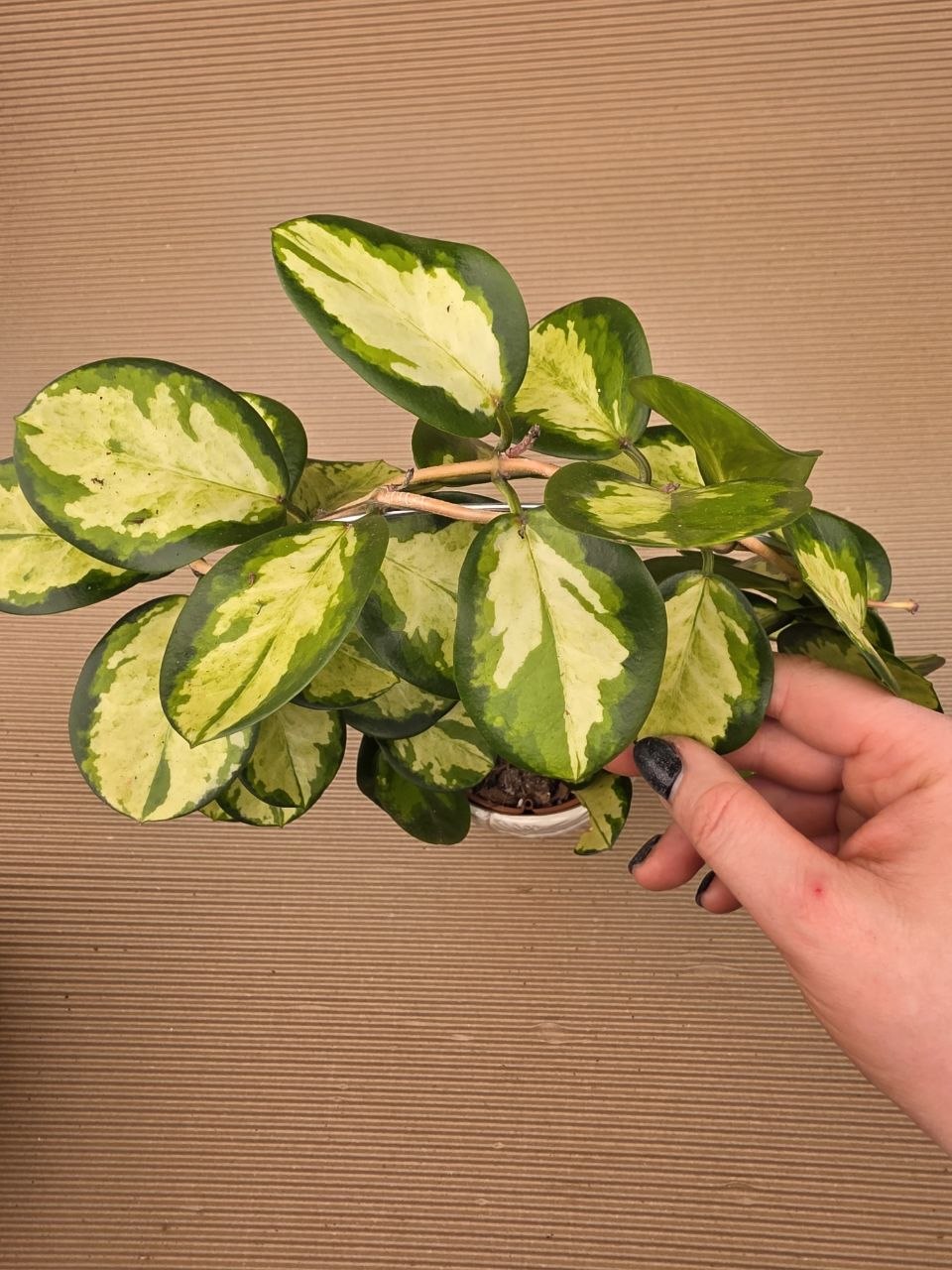 Hoya Australis tricolor na kruhu