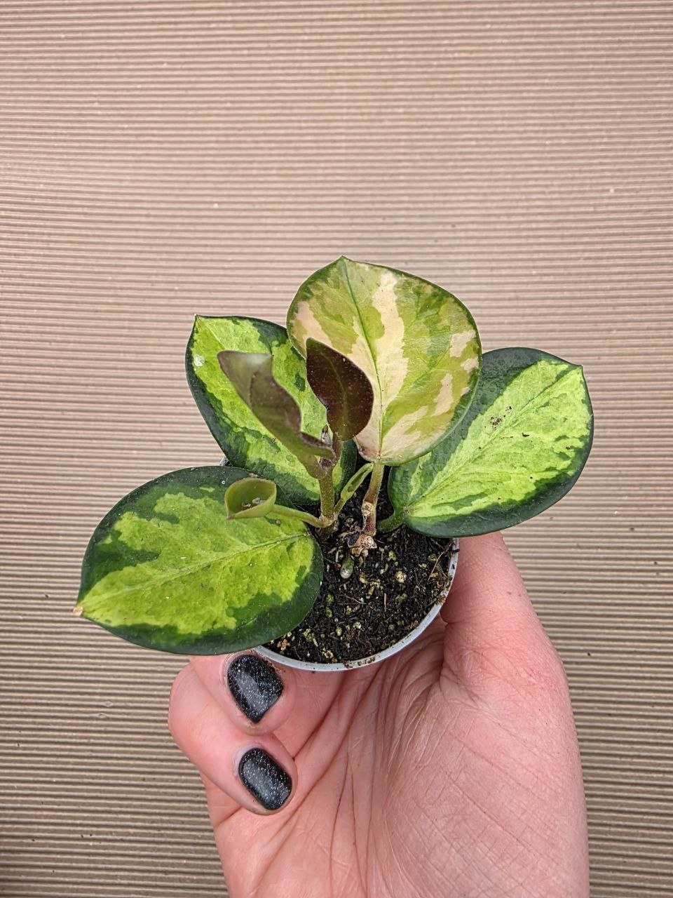 Hoya Australis Trikolor mini