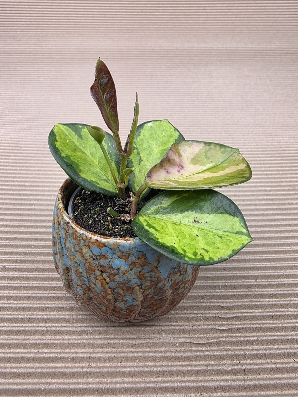 Hoya Australis Trikolor mini