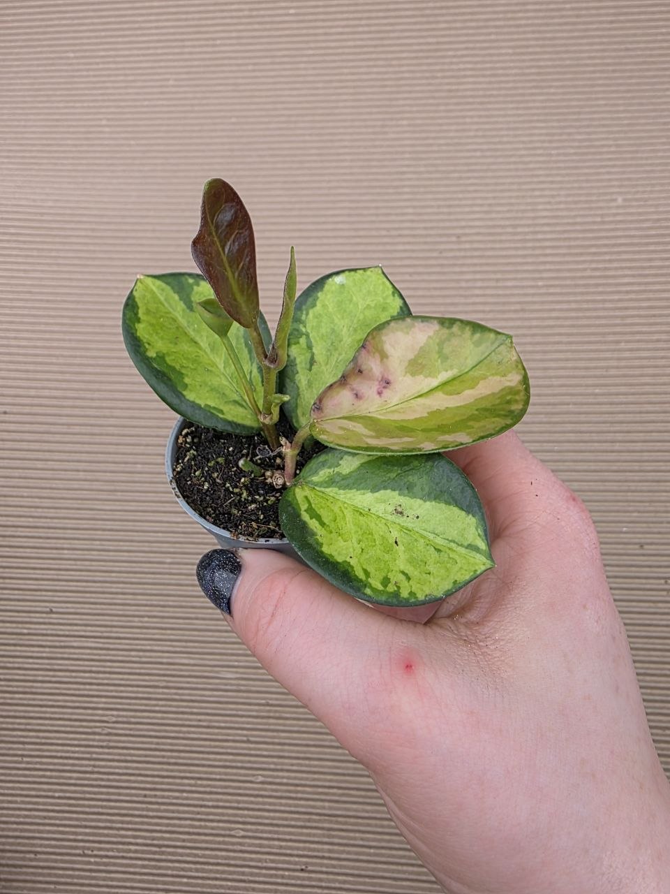 Hoya Australis Trikolor mini