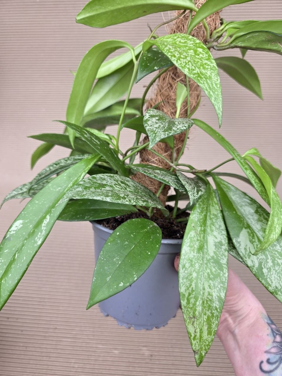 Hoya Silverspots na kůlu