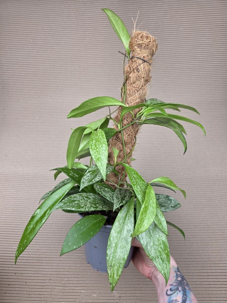 Hoya Silverspots na kůlu