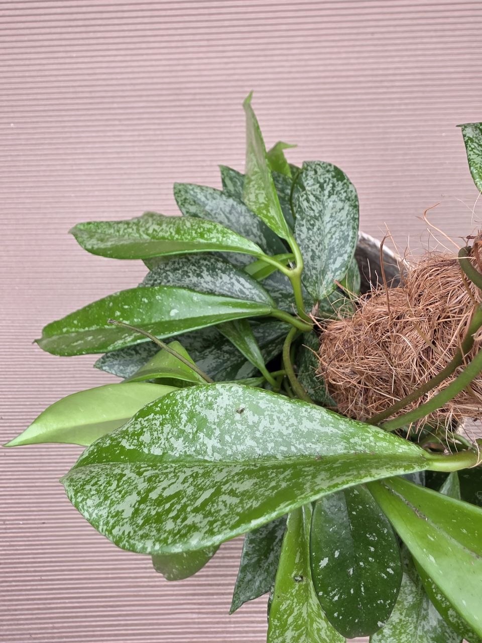 Hoya Silverspots na kůlu