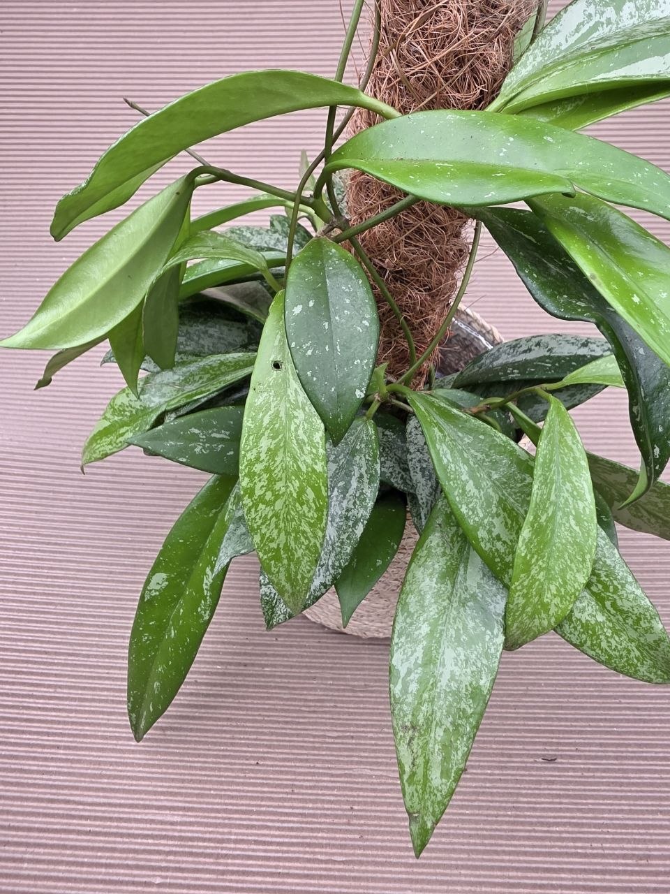 Hoya Silverspots na kůlu