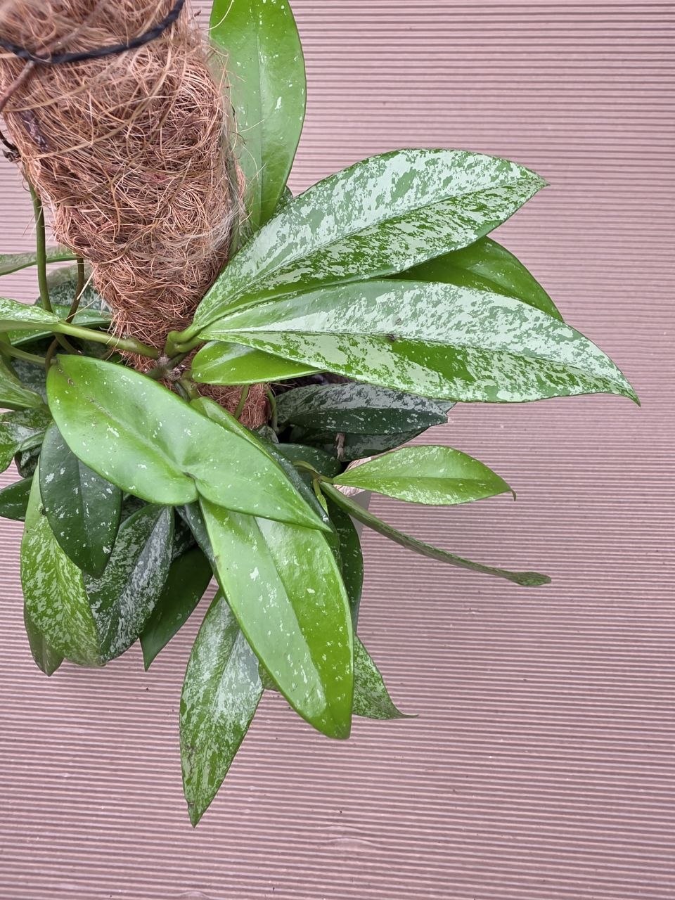 Hoya Silverspots na kůlu